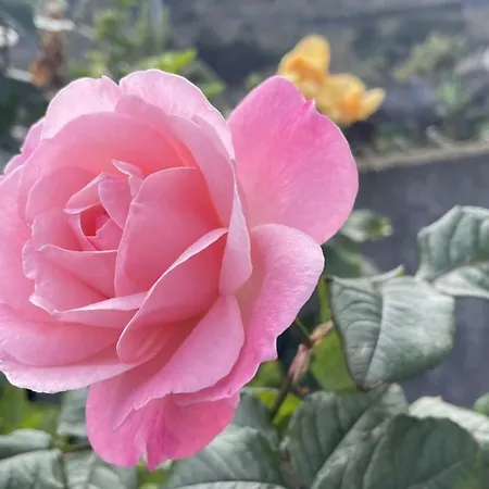 Casas Hortas, Vista Mar *