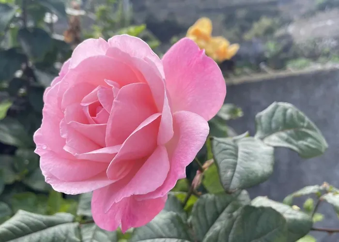 Casas Hortas, Vista Mar *